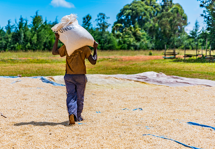 Rear view of Kenyan farm worker with full gunny bag on shoulders, walking across the drying maize to pour corn kernels onto a tarpaulin for drying. The harvest is dried to remove all the moisture.